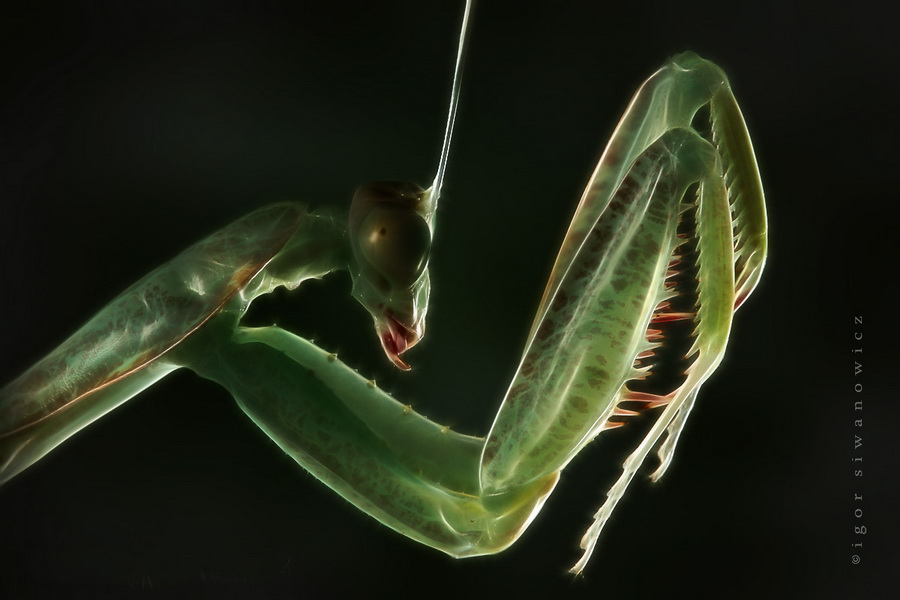 Amazing macro insect photography
