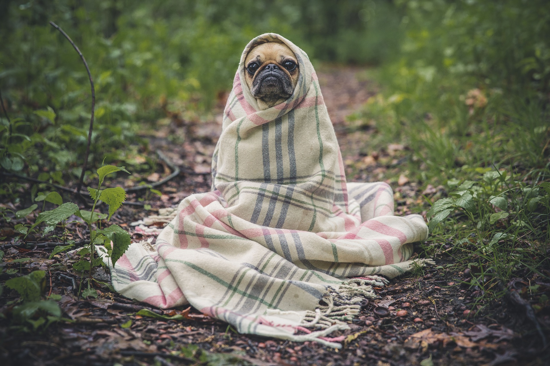 Great for Your Health: Pets