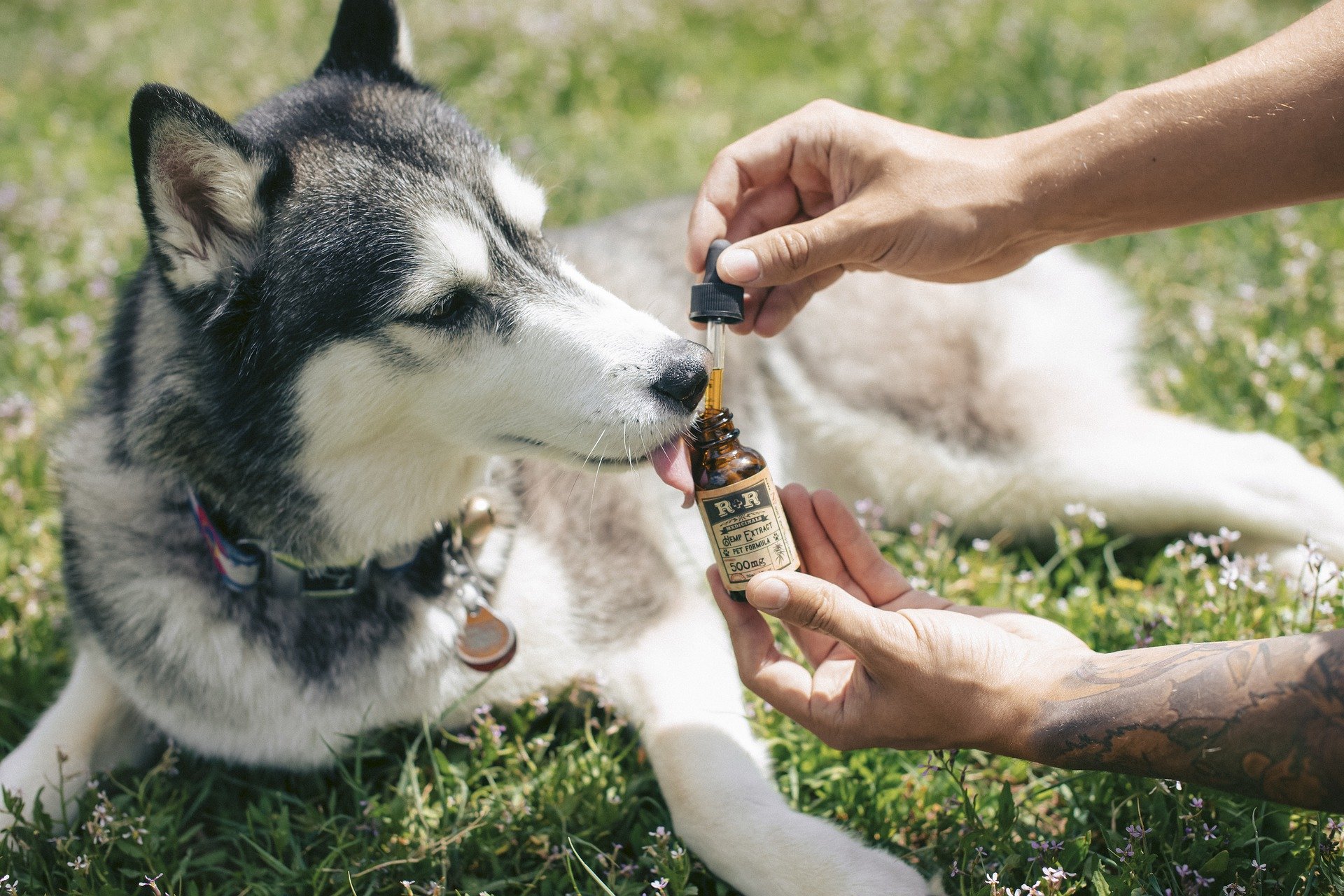 Understanding Why CBD Is Good For Your Pets