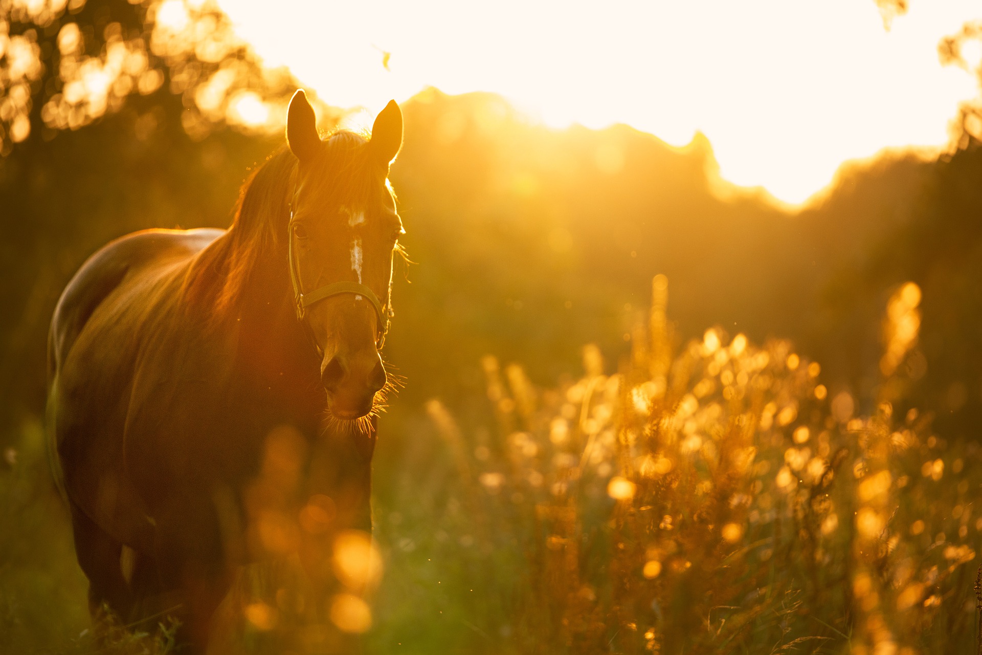 Everything You Need To Know About CBD Oil For Horses
