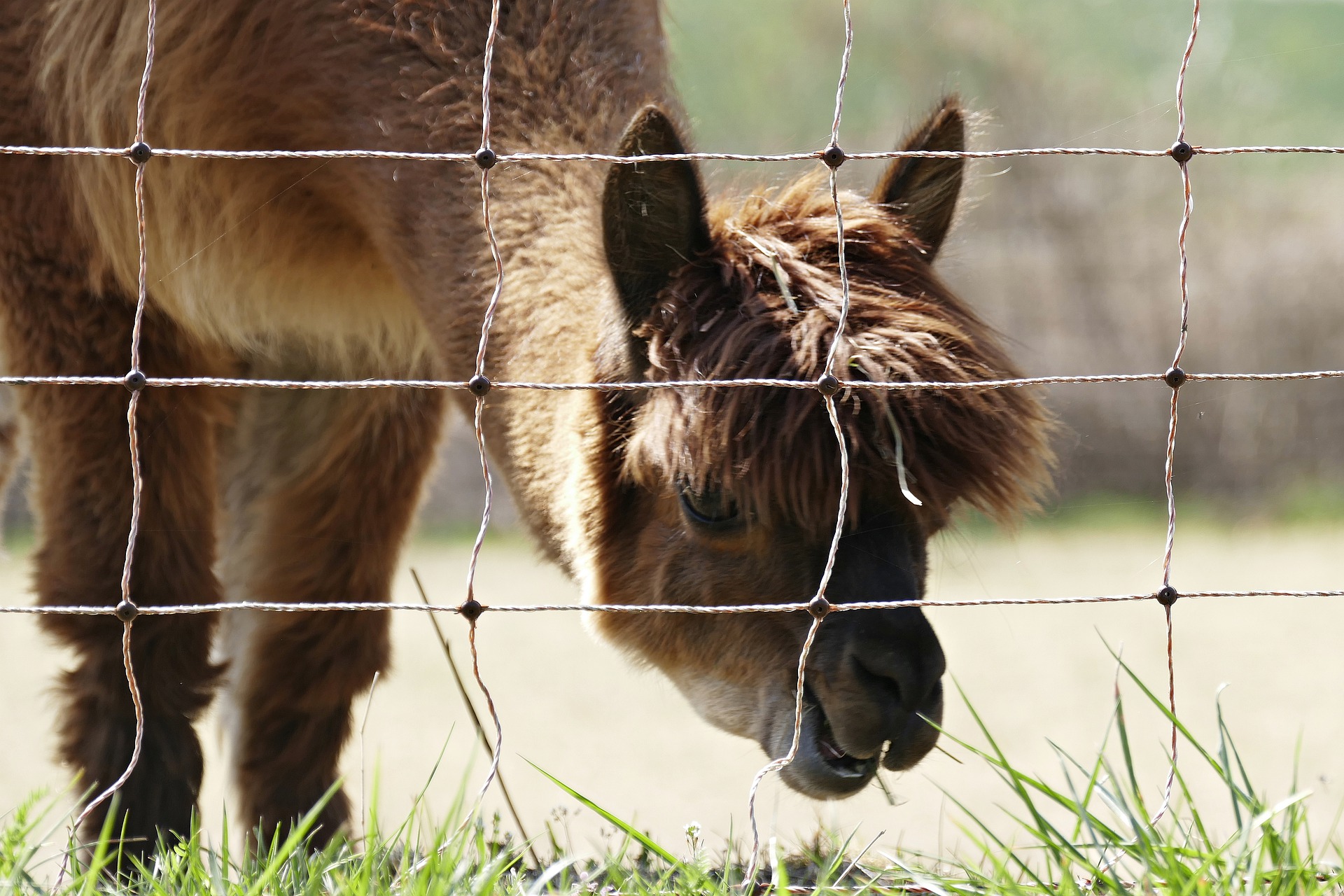 Ten Ways to Ensure Your Electric Fencing Remains Effective