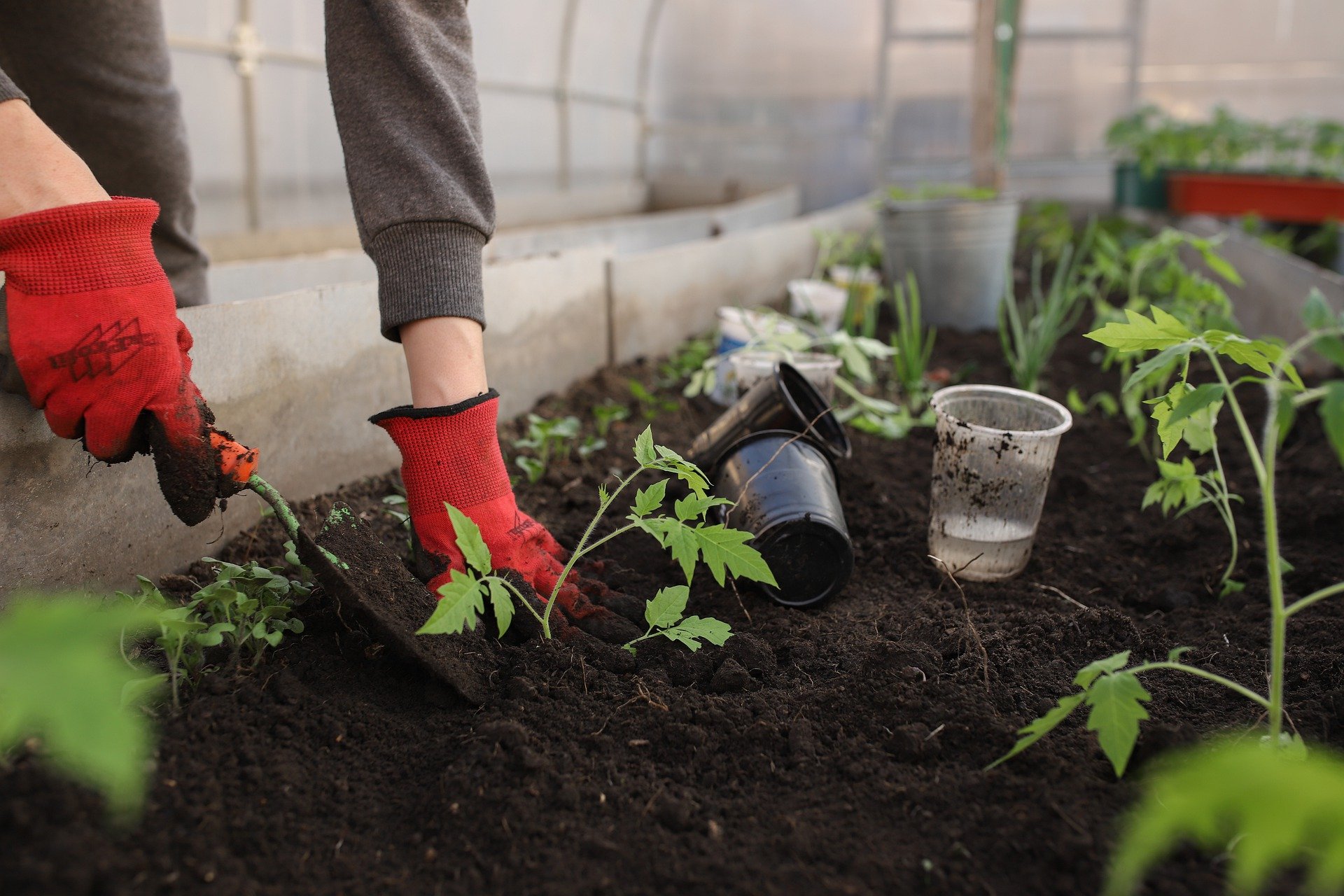 3 things to think about when planning a vegetable garden