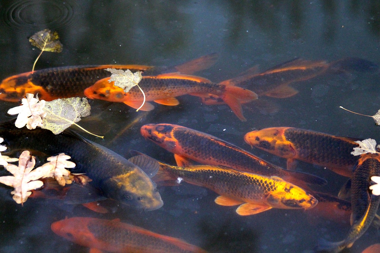 Blending Aesthetics With Eco-Friendly Practices In Koi Pond Construction
