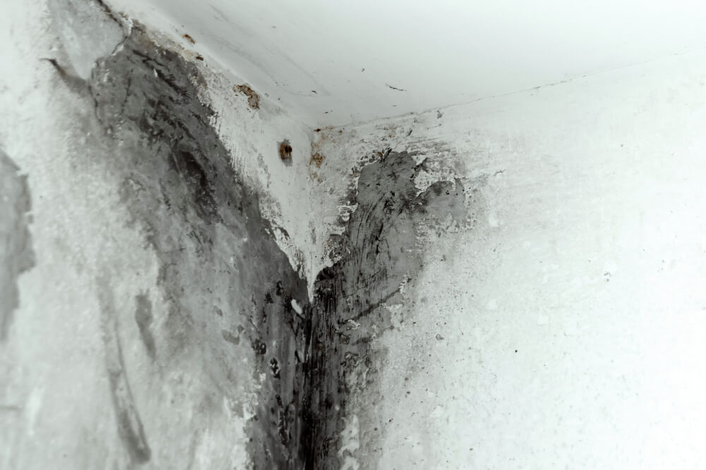 Who Do You Call to Check a Damp Problem?