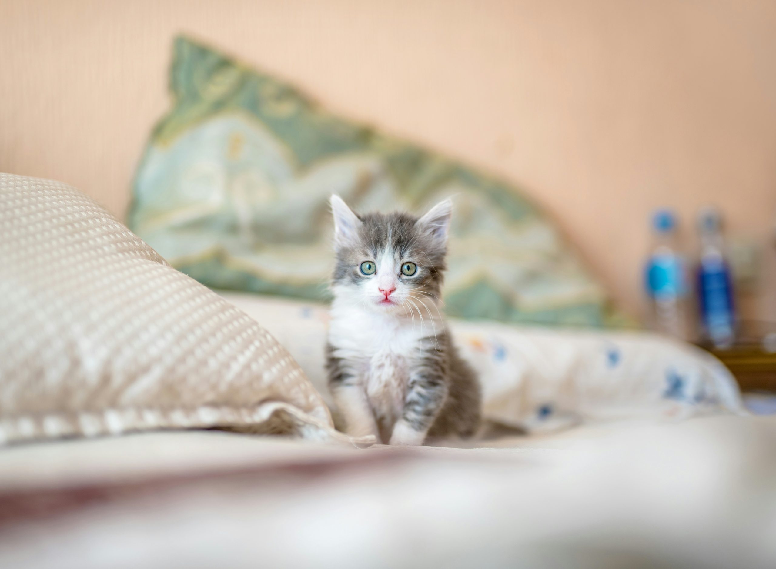 Should you invest in eco-friendly cat litter?