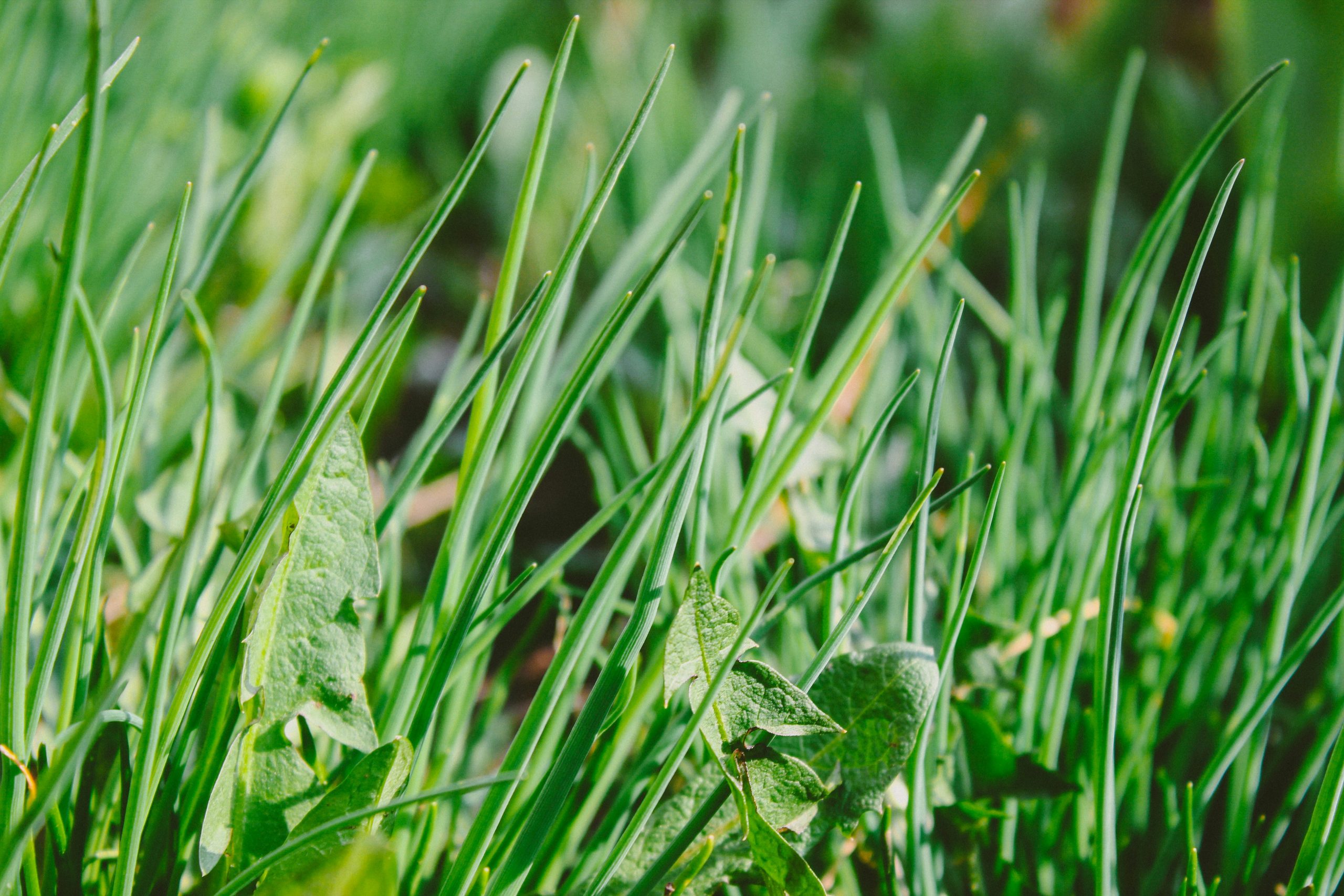 Don’t Let Weeds Take Over: Why Weed Killer Is A Must