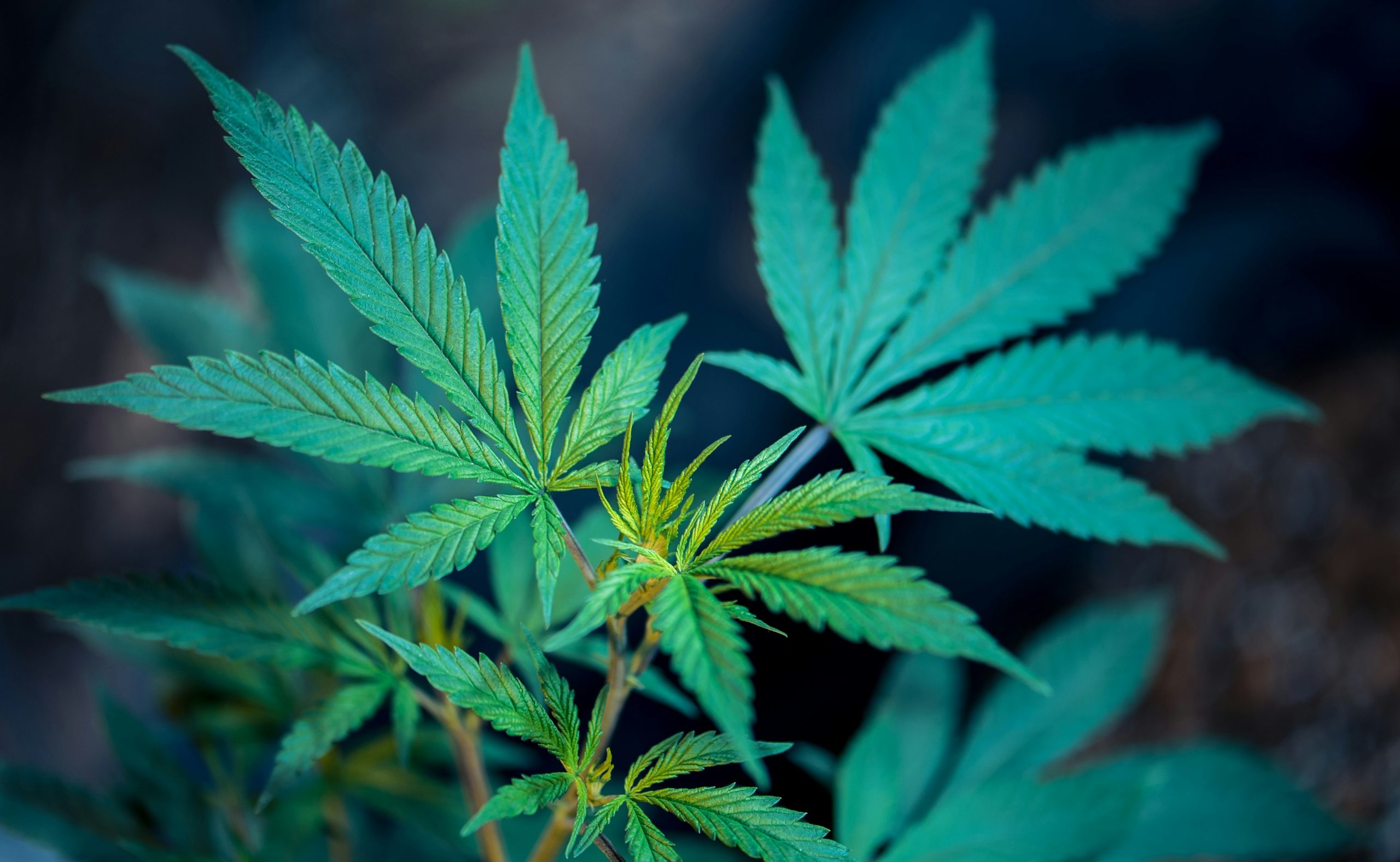 What Potential Health Benefits Do Hemp Products Have?