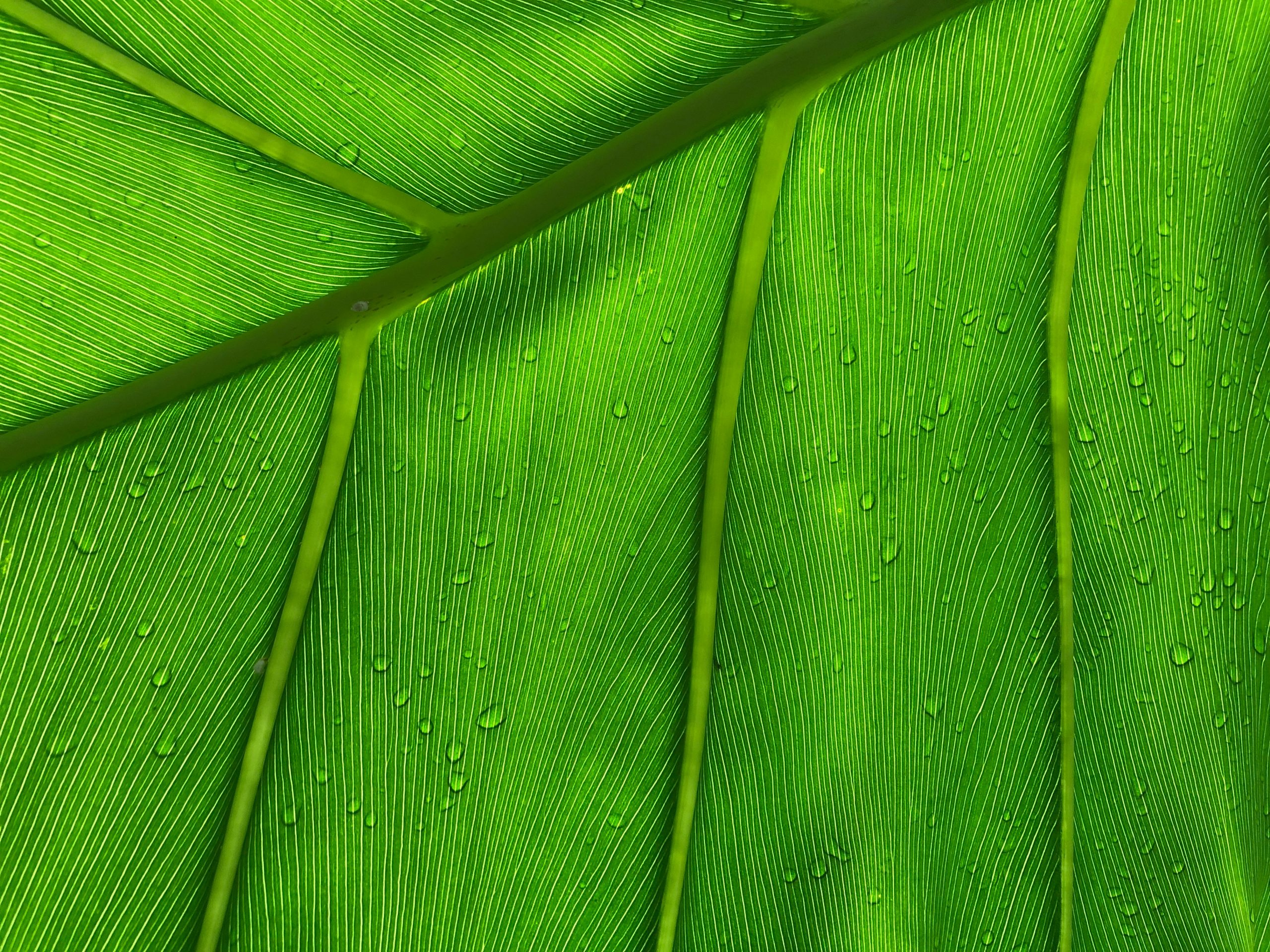 How to Grow Exotic Plants in Your Garden