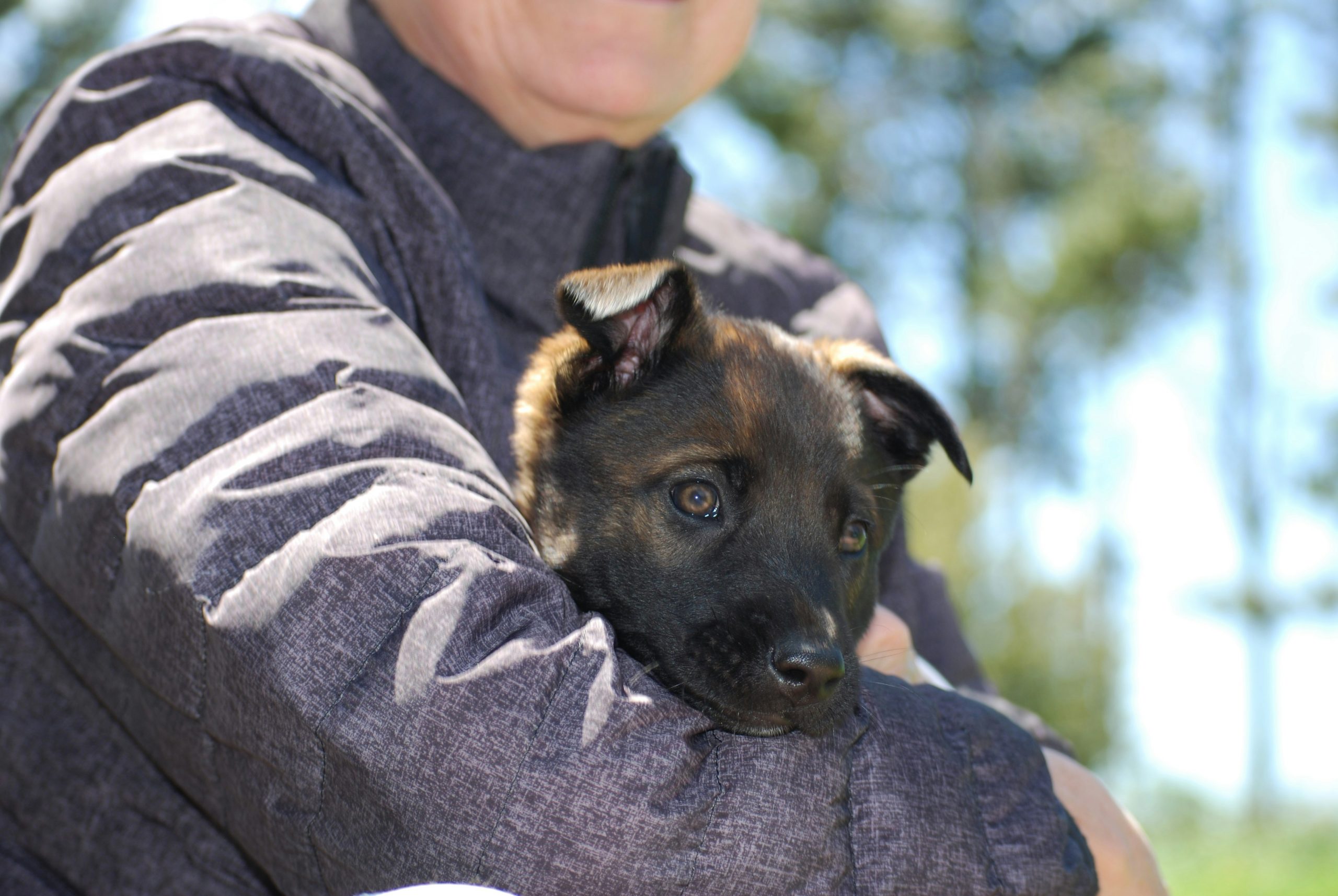 Does Your Dog Need a Trainer? How to Spot the Telltale Signs
