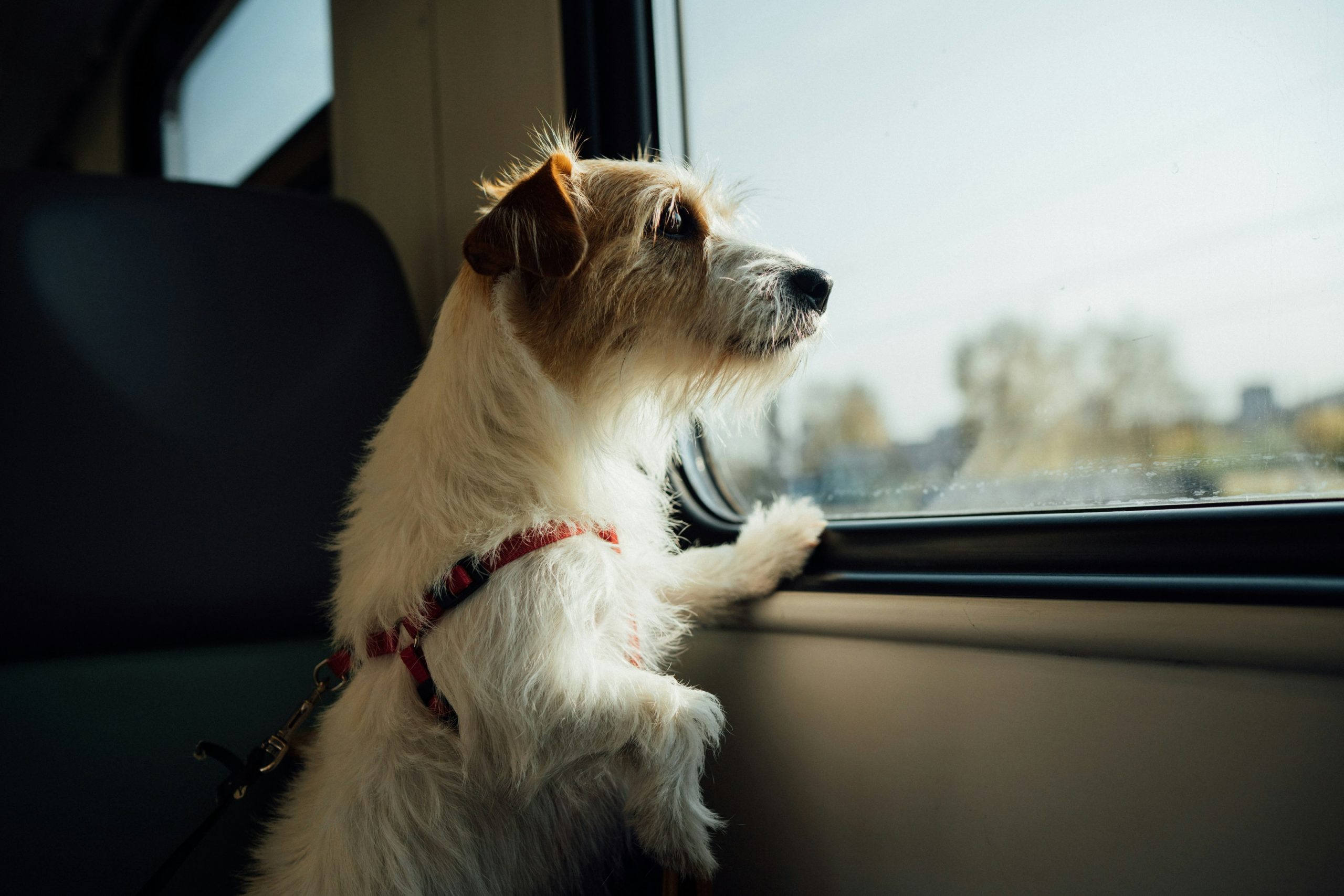 Creating the Ultimate Travel Kit for Your Dog