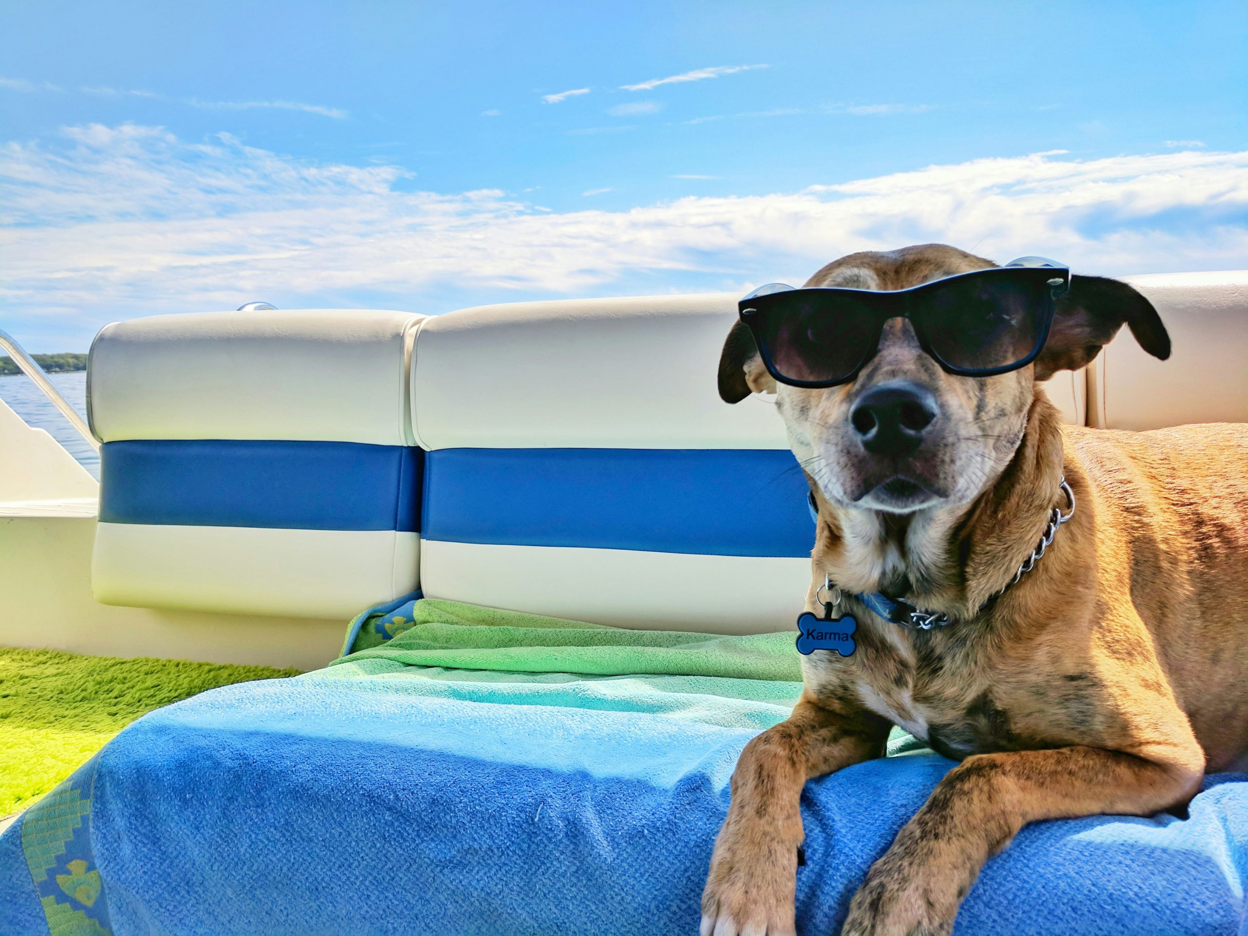 4 tips for going on holiday with your pet