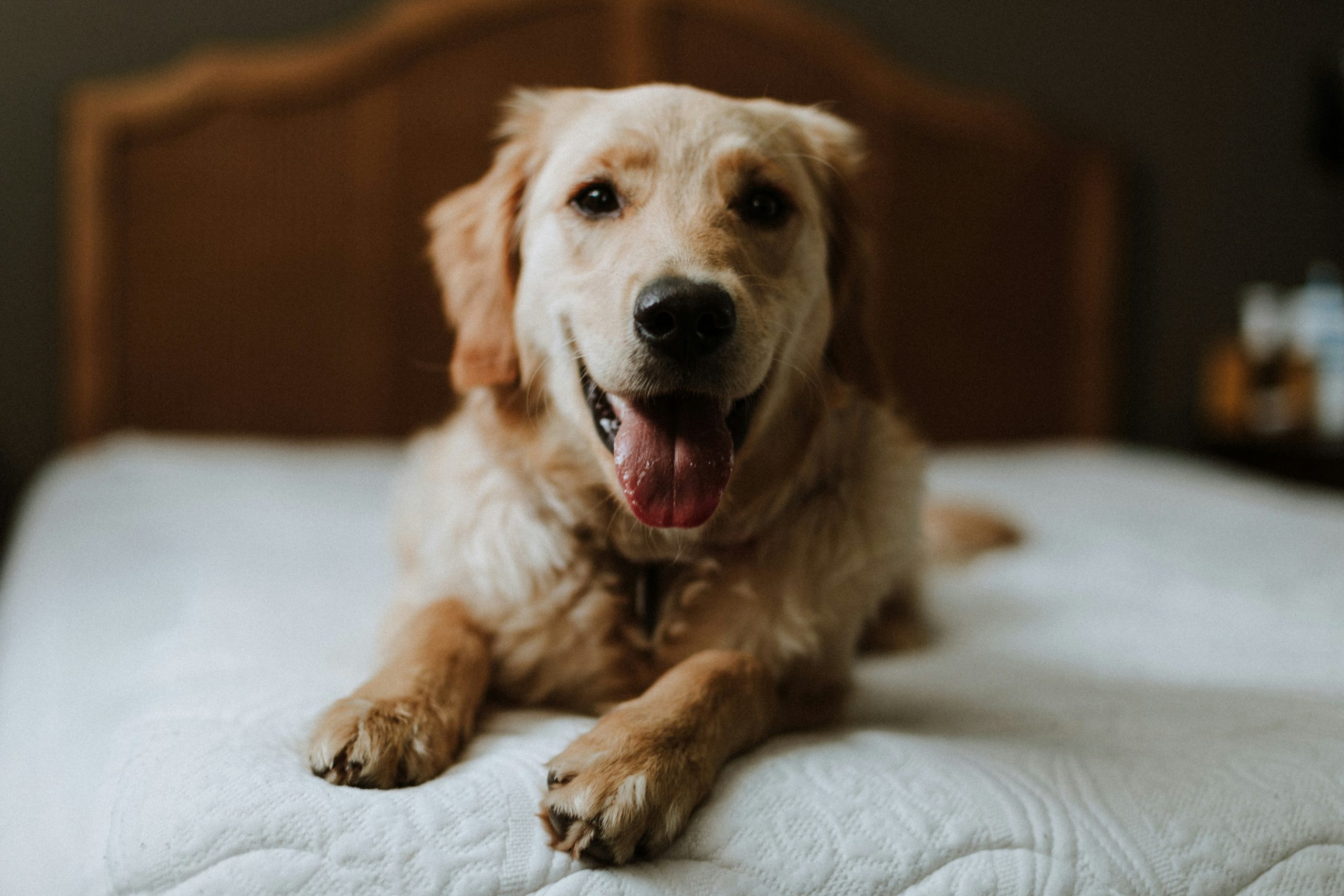 Understanding Your Dog’s Body Language: What They’re Really Telling You
