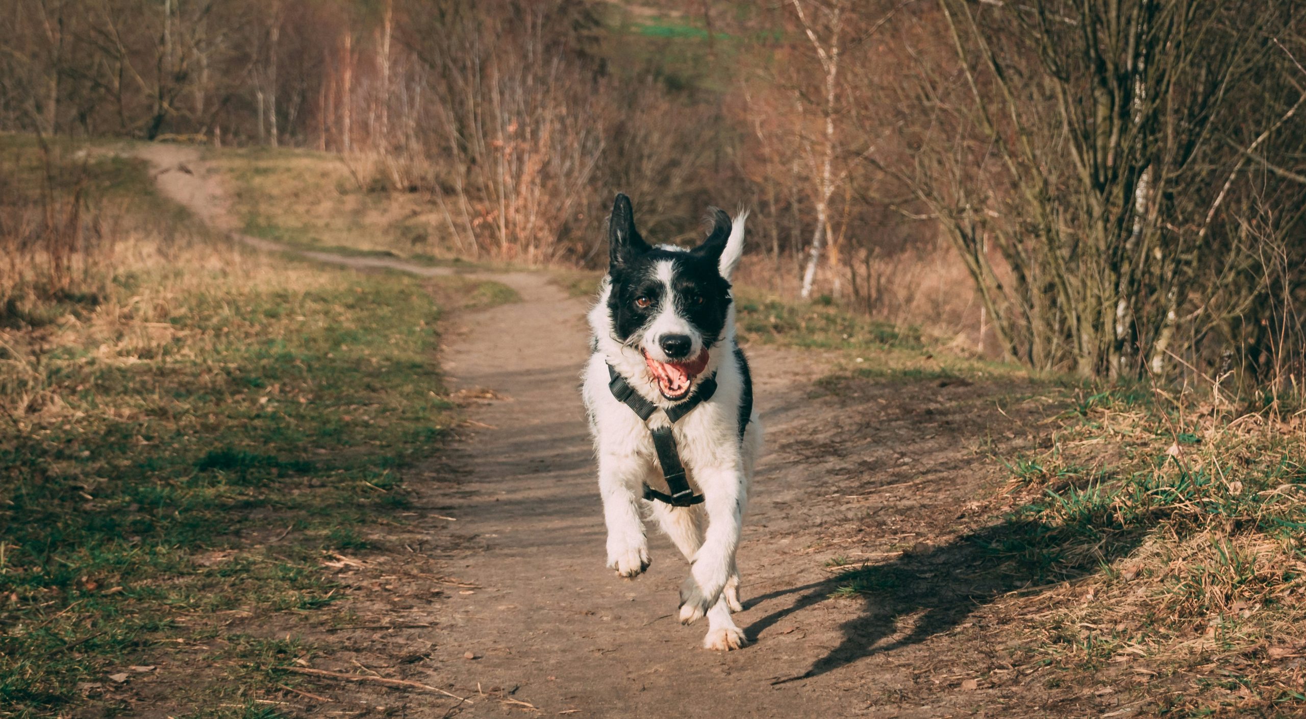 Kangaroo Dog Food: A High-Protein Option for Active Dogs