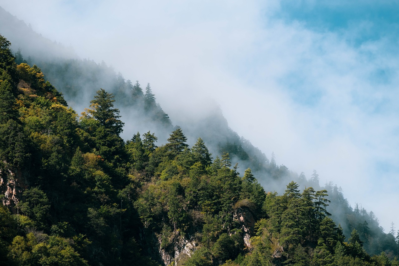 Customizing Forest Restoration to Revitalize Native Habitats