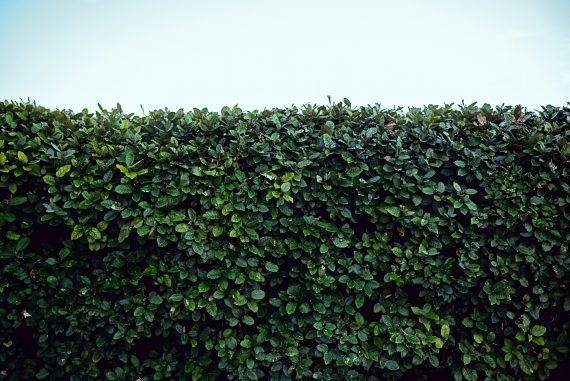 Hedge Cutting