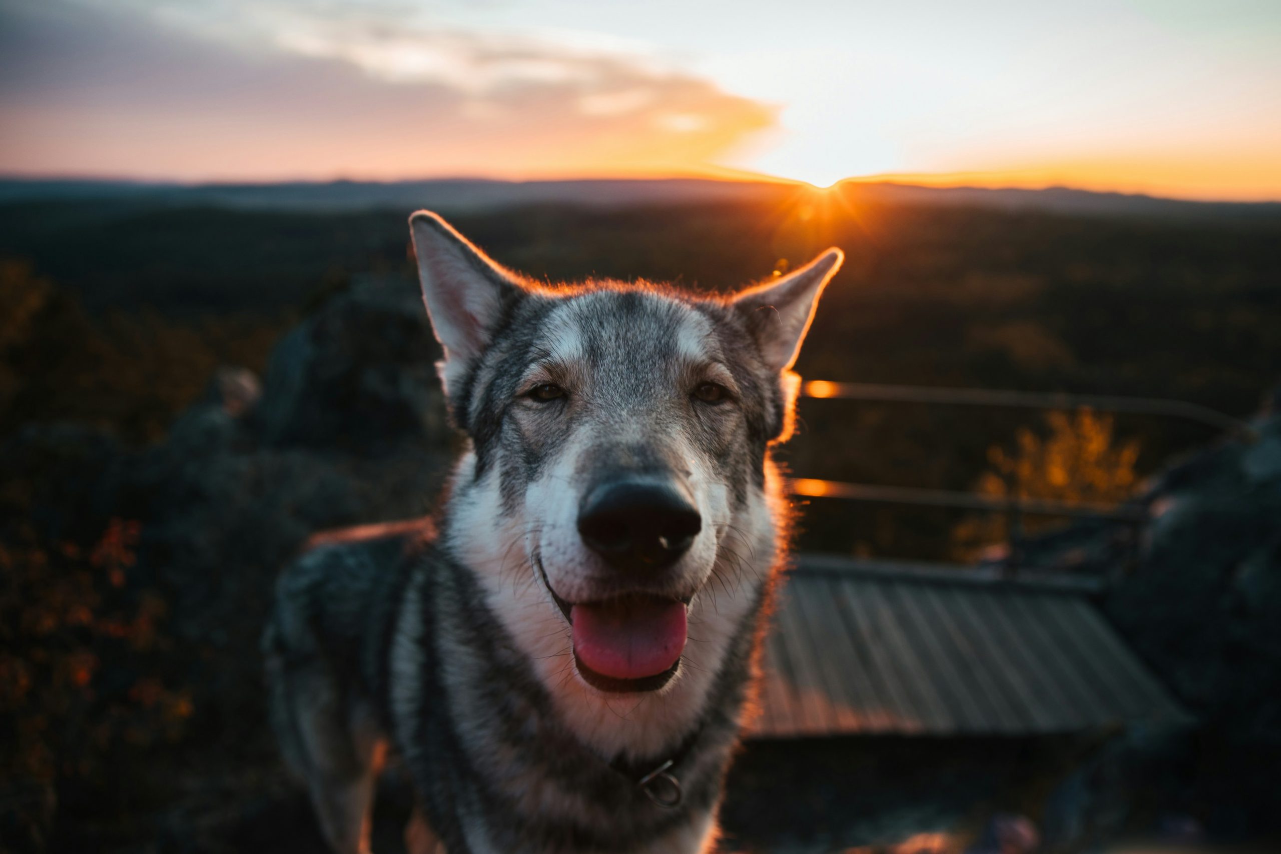 Calming Collars vs. Other Anxiety Solutions A Comparative Guide for Pet Owners Cool Things