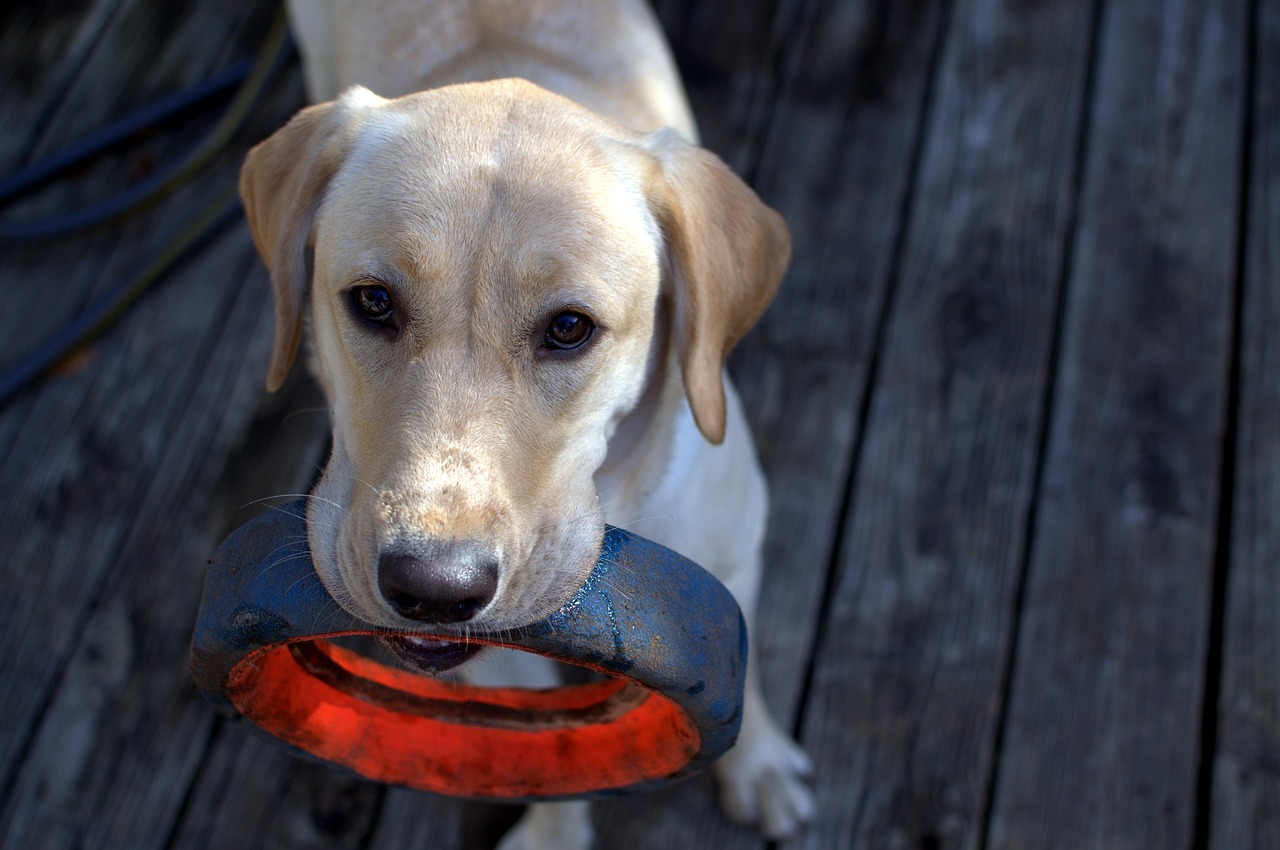 The Best Indoor Games to Keep Dogs Active On Rainy Days