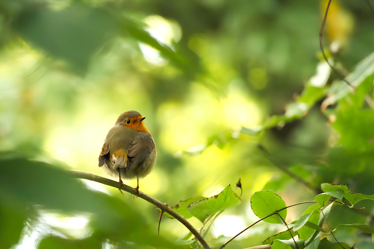 Seasonal Guide to Creating Wildlife-Friendly Garden Spaces