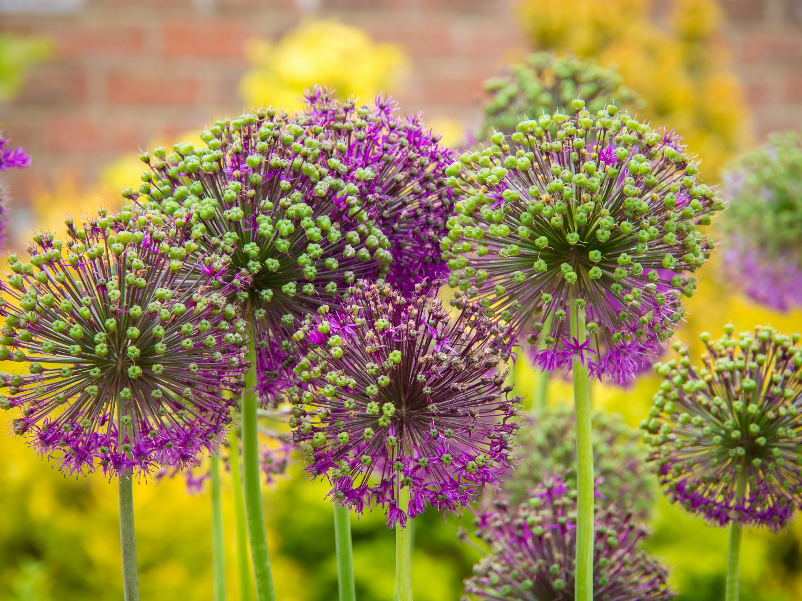Low-Maintenance Garden Plants That Thrive Without Daily Care
