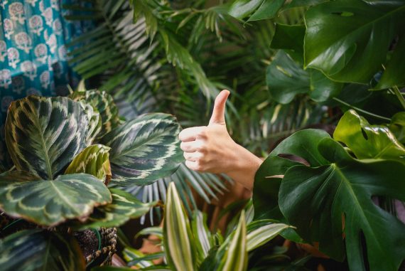 house plants