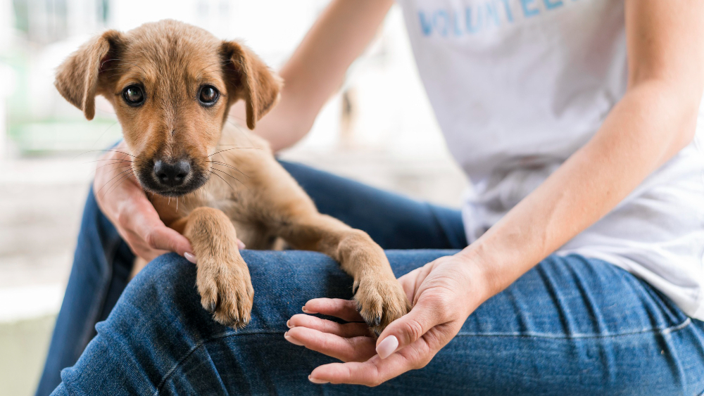 Adopt, Don’t Shop: The Belfast movement making a difference