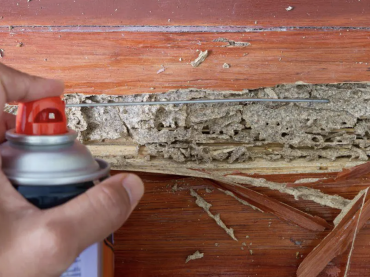 Common Mistakes Homeowners Make When Trying to Treat Termites Themselves